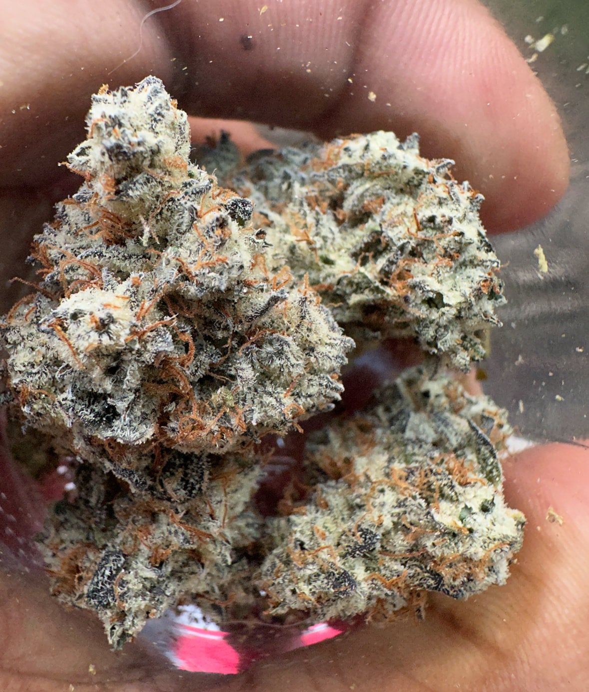 Cookies and Cream Sativa Hybrid CannaWize Co Dispensary Houston