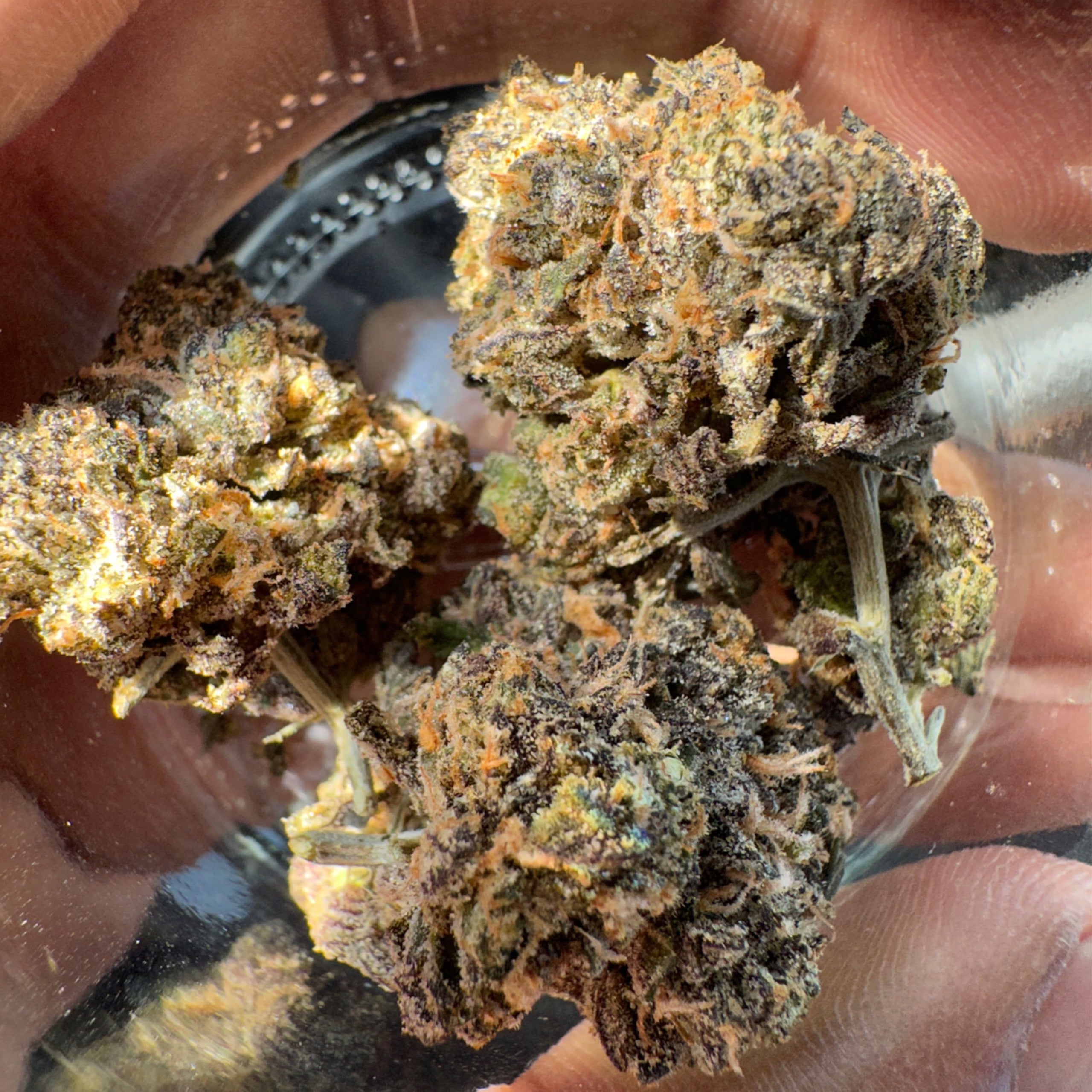 Apples and Bananas Indica Hybrid CannaWize Co Online Dispensary